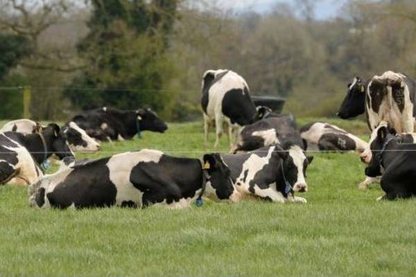 Rising numbers cancelling out environment efficiencies on dairy farms