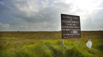 Rare moss thought to be extinct in Ireland found in Offaly bog