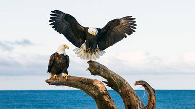 Thirteen bald eagles found dead on American farm