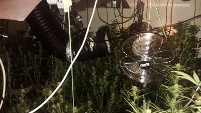 Cannabis growing operation found in Co Louth house