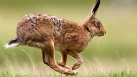 Call for ban on hare coursing licences as new cases of deadly virus are identified