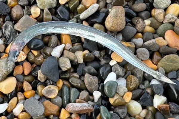 What is this snake-like fish I found washed up on the beach? 