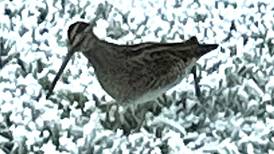 Is it unusual for snipe to turn up in a city garden? Readers’ nature queries