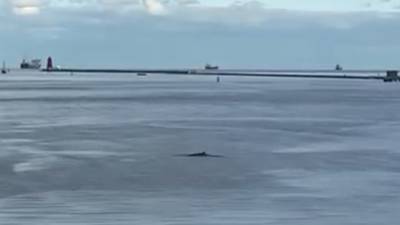 Whale sighting in the River Liffey under investigation