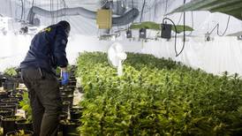 Asian migrants 75% of those jailed for cannabis cultivation