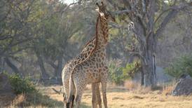 Giraffes ‘pushed towards extinction’ as population declines