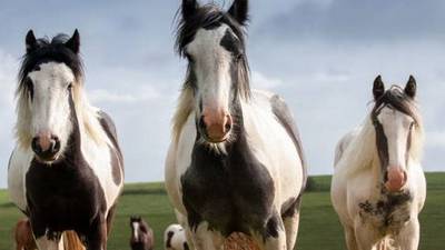 Horse charity’s plan to focus only on thoroughbreds caused major turmoil