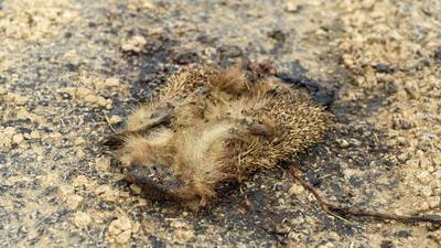 Roadkill: Why splatter matters to science