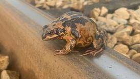 Why did the frog cross the railway track? And other readers’ nature queries