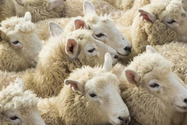 Unthinkable: Are elite students just excellent sheep?