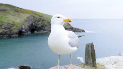 Second Opinion: Culling seagulls, what next?