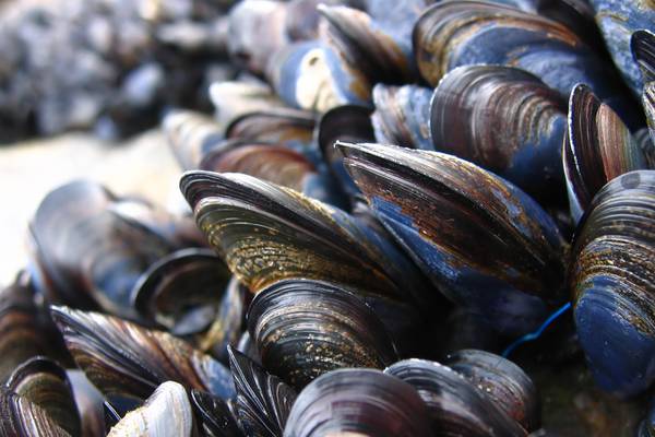Kerry mussel producer loses Strasbourg court challenge
