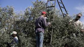 Bitter harvest for Palestinian olive farmers