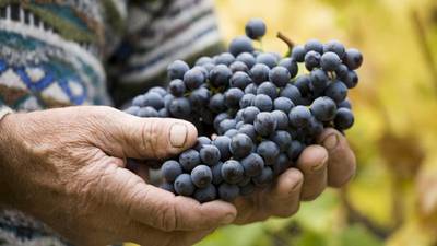 Genes could be used to improve wine - scientists find