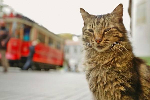 Kedi review: Truly, moggy, deeply in cat-crazy Istanbul