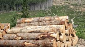 Forestry jobs lost and more at risk due to ‘crisis’ in sector - Coillte
