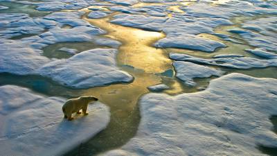 Record Arctic temperature of 38 degrees reached last year, UN agency confirms