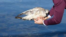 Man damaged vet’s door when told to take injured gull elsewhere