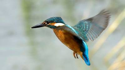 Halcyon maze – An Irishman’s Diary about the kingfisher, real and mythical