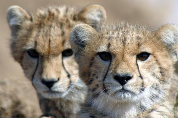 Cheetah ‘more vulnerable’  than previously thought