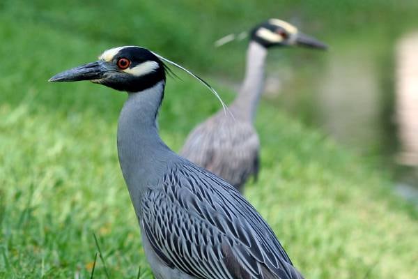Birdwatchers flock to Mayo after rare heron is spotted