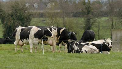 Cheese: the new battleground in Ireland’s climate debate