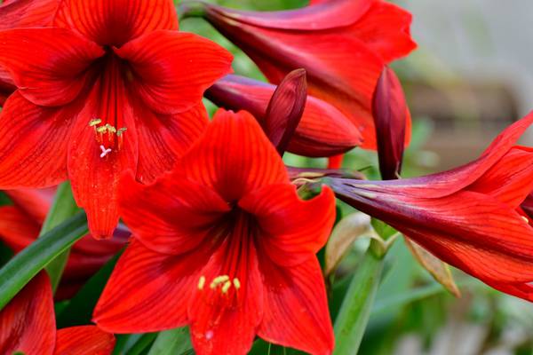 Gardening: Forget poinsettias – choose glamorous amaryllis for mid-winter colour