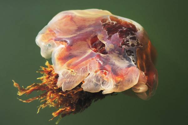 Bathers told to avoid Dublin waters after dangerous jellyfish spotted