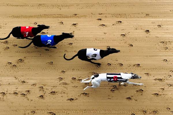 Greyhounds ‘shot, drowned and abused’, Oireachtas hears