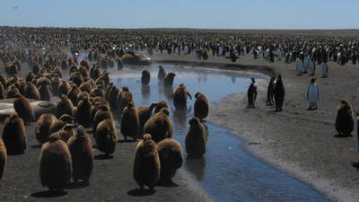 How king penguin  chicks know their place