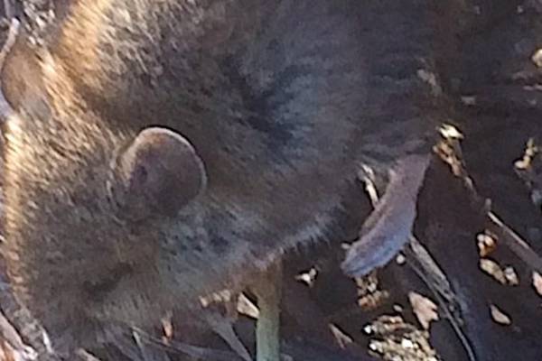 Is this a field mouse with a long tail? Readers’ nature queries