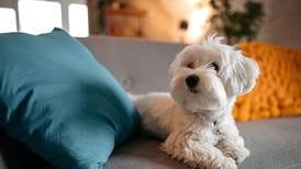 How to pet-proof your home without sacrificing style