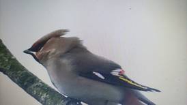 ‘We saw 18 waxwings on our outing to Inch’: Readers’ nature queries and observations