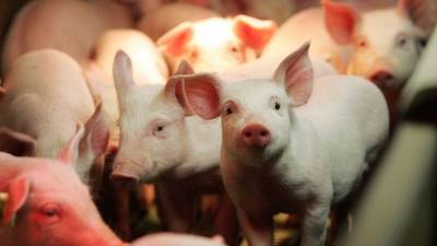 Tougher security needed to protect against African swine fever, Creed says