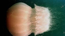 Swimmers warned of ‘highly venomous’ jellyfish on east coast