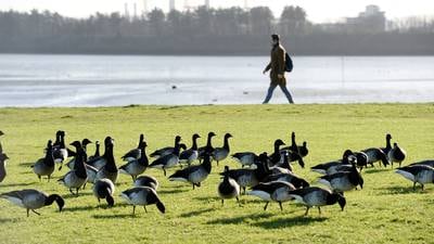 Brent geese scupper Marlet’s 580-apartment plan for St Anne’s Park site