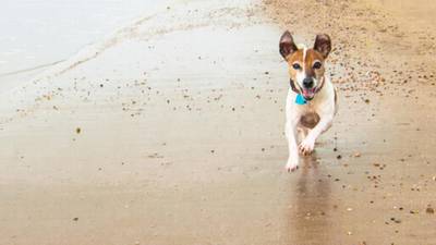 Blue flag beaches must be kept dog-free, An Taisce says