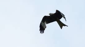 Red kite chicks bred in Fingal for first time in 100 years