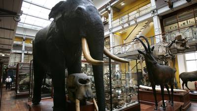 The Dead Zoo – An Irishwoman’s Diary on the elephant in the room