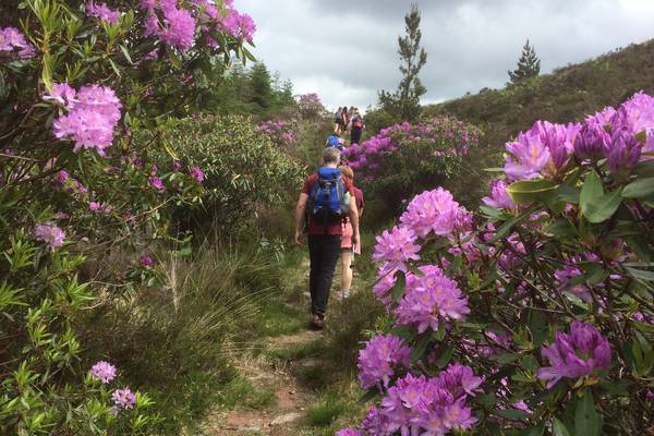 Walk for the Weekend: Rhododendron Walking Festival