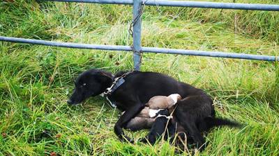 Dog with newborn puppies found abandoned and chained to gate