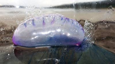 What to do if you are stung by a Portuguese man o’ war