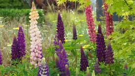 How to grow lovely lupins, cosmos and columbine for summer