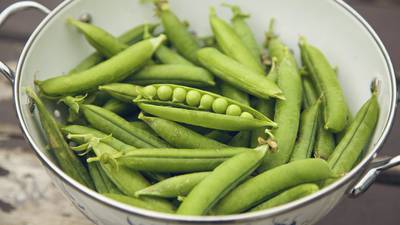 Pea season is upon us, so let’s make the most of it