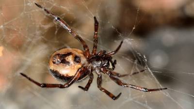 Alien killer spider eats native lizard in first recorded Irish case