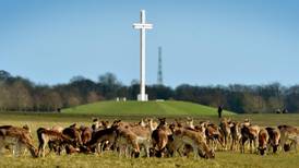 Kerry red deer could be moved from Killarney to capital’s Phoenix Park