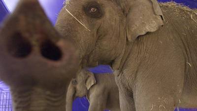 Circus owners to be barred from using wild animals in acts in Britain