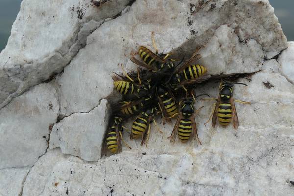 Why are these wasps gathering on top of mountains? Readers’ nature queries