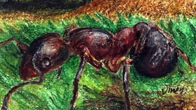 Another Life: How much would you pay to save the hairy wood ant?