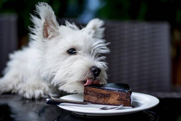 Chow down: Pets are now legally allowed in restaurants, but are they welcome?